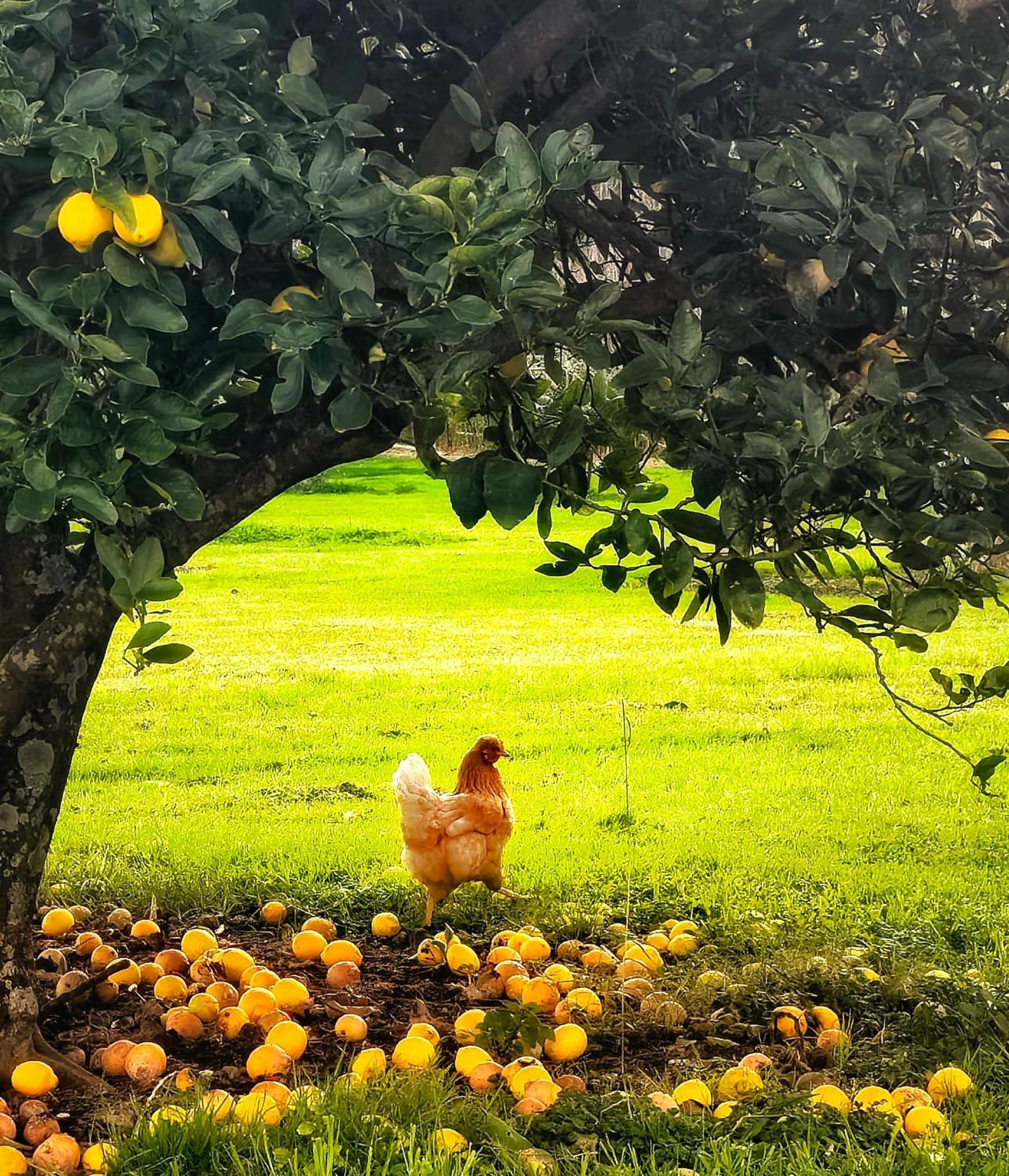 Apple Cider Lodge Omaha Екстериор снимка