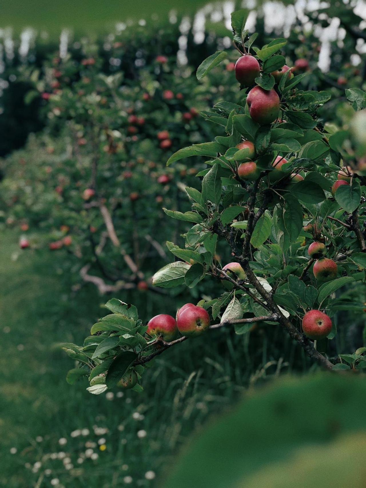 Apple Cider Lodge Omaha Екстериор снимка